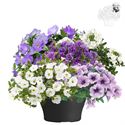 Afbeelding van TP26 Mixpot Mix 4